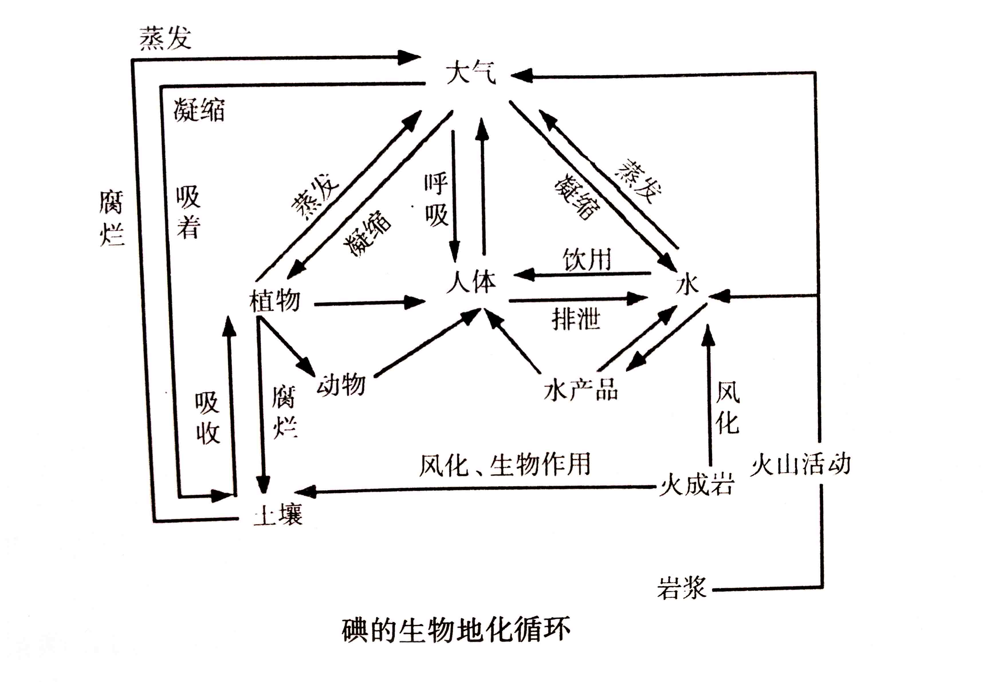 生態(tài)系統(tǒng)的物質(zhì)循環(huán)——生物地化循環(huán)與人體健康